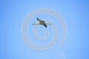 a flying stork against a blue sky photo