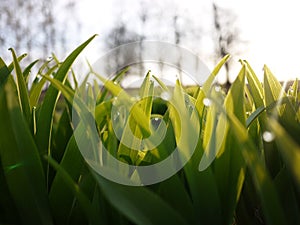 Drops of dew glisten on the green grass.