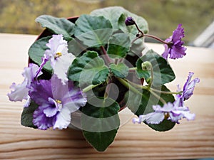 The violet blossomed in the pot. Beautiful flower on the windowsill. Details and close-up.