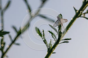 Imago of Ephemeroptera Mayfly sits on grass with dew drops on wings