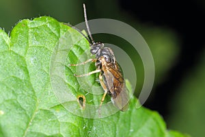 Imago of hymenoptera from Symphyta called sawflies on blackcurrant leaf in garden.