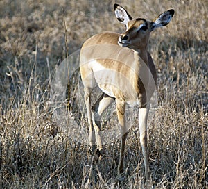 Imapala Antelope