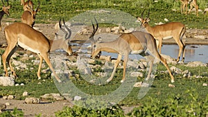 Imapala antelopes fighting - Etosha