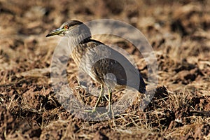 Imature Black Crowned Night Heron