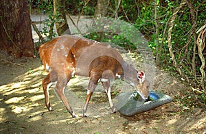 Imbabala bushbuck, Mkhaya Game Reserve, Swaziland