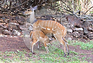 The imbabala or Cape bushbuck Tragelaphus sylvaticus