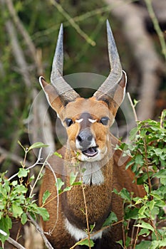 The imbabala or Cape bushbuck  Tragelaphus sylvaticus portrait