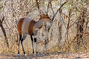 The imbabala or Cape bushbuck Tragelaphus sylvaticus in the thicket by the river. Antelope in the bushes