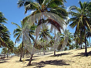 Beautiful palm trees in Imbassai photo