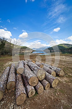 ÃÂ¤imber harvesting at Lake Doxa, Peloponnese. photo