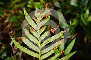 Imcomplete leaves