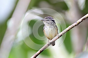 Imeri warbling antbird (Hypocnemis flavescens) in Colombia photo