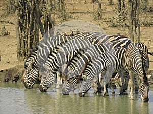 IMG_1278 Zebra at the drinking Hole - Punda Maria Camp, Kruger National Park, South Africa