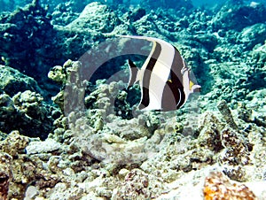 Scrawled Butterflyfish at sea