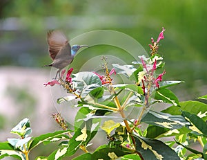 Male Loten`s sunbird, long billed sunbird photo