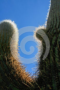 Cactus in the desert