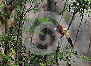 Rufous treepie bird. Dendrocitta vagabunda eating leaf photo