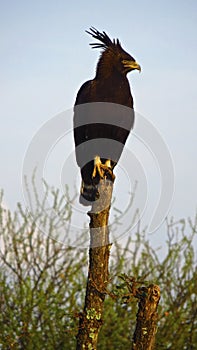 Long-crested eagle