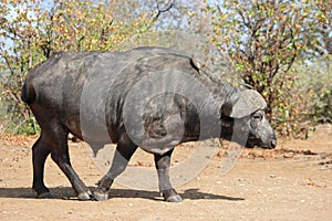 IMG_3659  Cape Buffalo  Syncerus caffer  in Kruger National Park, South Africa : Times are hard for an old Fellow!