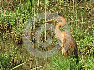 IMG_4354;The Purple Heron / Ardea purpurea was captured in the Austin Roberts Bird Bird Sanctuary, Brookl South Africa on 26.01.20