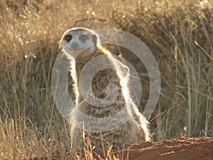 IMG_7771 Meerkat, Suricata suricata captured at the Rietvlei Nature Reserve, South Africa