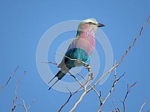 IMG_8943;  Lilac-breasted Roller  Coracias caudatus  captured in Kruger National Park, South Africa on 25.08.19