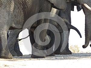 IMG_9561;  African Elephants captured in Kruger National Park, South Africa on 26.08.19