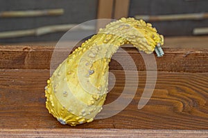 Bright yellow, bumpy gourd placed on a wooden surface.