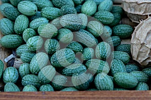 Green cucamelons (Melothria scabra) are displayed, resembling tiny watermelons.