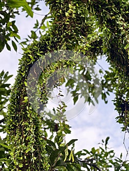 The Parasite on the Mango Tree