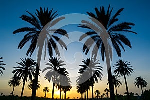 Img Palm trees sunset golden blue sky, tranquil tropical scenery