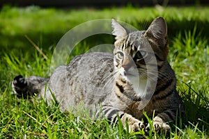 Img Tabby lounging outdoors, basking in sunlight on green grass