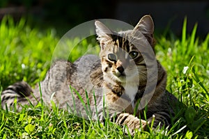 Img Tabby lounging outdoors, basking in sunlight on green grass