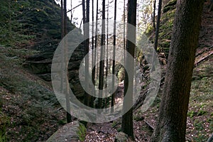 Downhill forest path between rocks