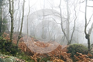 Dark forest in heavy fog