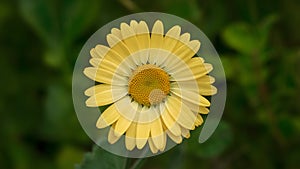 Img Yellow daisy flower on white background, clipping path included photo