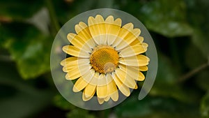 Img Yellow daisy flower on white background, clipping path included photo