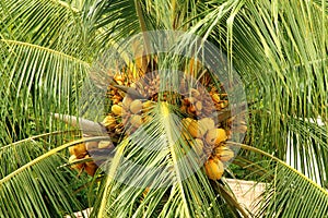 Coconut palm tree, Pirangi do Norte, Rio Grande do Norte photo
