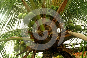 Coconut palm tree, Pirangi do Norte, Rio Grande do Norte photo