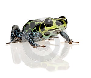 Imitating Poison Frog - Ranitomeya imitator