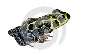 Imitating Poison Frog - Ranitomeya imitator photo
