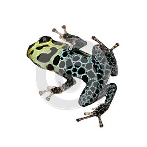 Imitating Poison Frog - Ranitomeya imitator photo