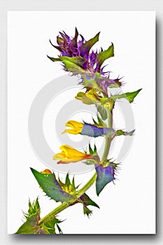 Imitation of a picture. Oil paint. Illustration. Melampyrum nemorosum, or  Ivan-da-Marya