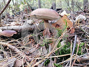 Imleria badia, bay bolete