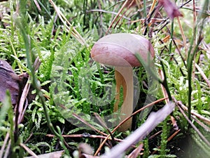 Imleria badia, bay bolete