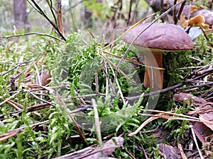 Imleria badia, bay bolete