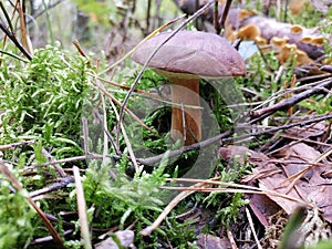 Imleria badia, bay bolete