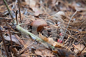 Imleria badia or Boletus badius commonly known as the bay bolete growing in pine tree forest