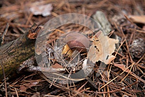 Imleria Badia or Boletus Badius commonly known as the Bay Bolete growing in pine tree forest