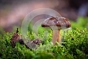 Imleria badia commonly known as bay bolete in moss